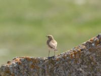 Oenanthe isabellina female Devdoraki Valley, Stepantsminda, Mtskheta-Mtianeti, Georgia 20180425_1945