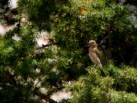 Oenanthe melanoleuca 1cy Akseki N, Turkey 20120707 300