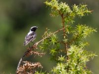 Oenanthe melanoleuca ad male Akseki, Turkey 20120707 281