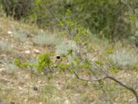 Oenanthe melanoleuca ad male Valley 4.4 km NW Dalis Reservoir Tower, Chachuna, Kakheti, Georgia 20180427_1231