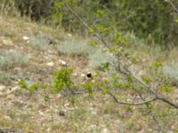 Oenanthe melanoleuca ad male Valley 4.4 km NW Dalis Reservoir Tower, Chachuna, Kakheti, Georgia 20180427_1235