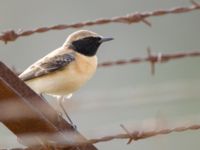 Oenanthe melanoleuca male Neve Ativ slopes, Israel 20130331 287