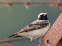 Oenanthe melanoleuca male Neve Ativ slopes, Israel 20130331B 295