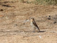 Oenanthe oenanthe Foum El Bouir Parc, Dakhla Peninsula, Western Sahara, Morocco 20180218_0293