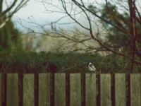 Saxicola maurus ad male Skåre, Trelleborg, Skåne, Sweden 19910413 (2)