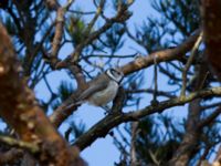 Lophophanes cristatus Friseboda, Kristianstad, Skåne, Sweden 20100402 225