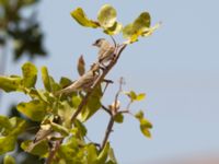 Gymnoris xanthocollis ad female et 1cy Pistachio plantation Birecik, Turkey 20120629 093