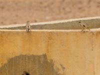 Passer simplex saharae male Camel Drinking, Awsard Road, Western Sahara, Morocco 20180219_0143