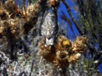 Petronia petronia madeirensis Fonte de Areia, Porto Santo, Madeira, Portugal 20050808 245