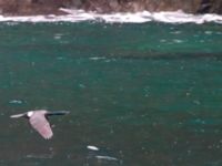 Phalacrocorax pelagicus Resurrection Bay, Seward, Alaska, USA 20140616B_0442