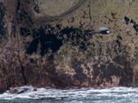 Phalacrocorax pelagicus Resurrection Bay, Seward, Alaska, USA 20140616B_0709
