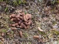 Lagopus muta faeces Nordkalottenleden Boarrasacohkka-Pålnostugan-Baktajavri, Torne lappmark, Lappland, Sweden 20150709_0732