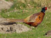 Phasianus colchicus male Bågskyttedungen, Ribersborg, Malmö, Skåne, Sweden 20220329_0035