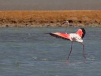 Phoenicopterus roseus ad Km 20, Israel 2013-03-28 465