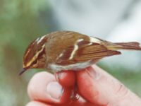 Phylloscopus proregulus Happy Island (Shijiu Tuodao), Hebei, China 19980509 (31)