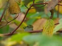 Phylloscopus proregulus Klagshamns udde, Malmö, Skåne, Sweden 20191013B_0026