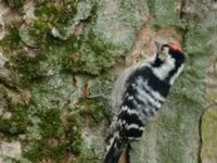 Dryobates minor male Tessinparken, Malmö, Skåne, Sweden 20190219_0045