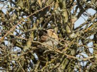 Jynx torquilla St Pauli M kyrkogård, Malmö, Skåne, Sweden 20180419_0042