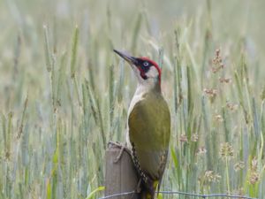 Picus viridis - European Green Woodpecker - Gröngöling