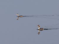 Podiceps cristatus ad et 1cy Brunsångarudden, Klagshamns udde, Malmö, Skåne, Sweden 20231103_0045