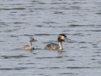 Podiceps cristatus pulli et ad Lertagsdammen, Klagshamns udde, Malmö, Skåne, Sweden 20240703_0071