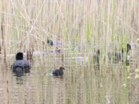 Fulica atra Käglinge rekreationsområde, Malmö, Skåne, Sweden 20240510_0007