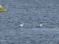Recurvirostra avosetta Terekudden, Bunkeflo strandängar, Malmö, Skåne, Sweden 20240317_0018