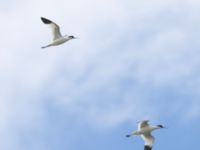 Recurvirostra avosetta Tygelsjö ängar, Malmö, Skåne, Sweden 20240611_0054