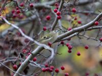 Regulus regulus Badplatsen, Klagshamns udde, Malmö, Skåne, Sweden 20191025_0008