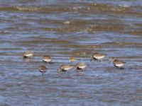 Calidris alpina ad Tygelsjö ängar, Malmö, Skåne, Sweden 20240714_0008