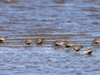 Calidris alpina ad Tygelsjö ängar, Malmö, Skåne, Sweden 20240714_0051