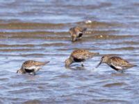 Calidris alpina ad Tygelsjö ängar, Malmö, Skåne, Sweden 20240714_0081