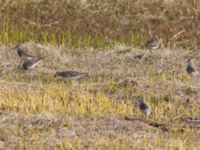 Calidris melanotos ad Winter trail, Barrow, Alaska, USA 20140701_0444