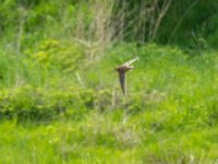 Gallinago media Toarp, Malmö, Skåne, Sweden 20180511_0002