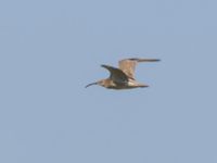 Numenius phaeopus Tygelsjö ängar, Malmö, Skåne, Sweden 20240719_0002