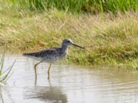 Tringa melanoleuca ad Kenai mudflats, Homer, Alaska, USA 20140617_0933