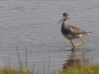 Tringa melanoleuca ad Kenai mudflats, Homer, Alaska, USA 20140617_0940