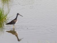 Tringa melanoleuca ad Kenai mudflats, Homer, Alaska, USA 20140617_0941