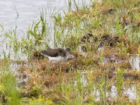 Tringa ochropus Roys hörna, Klagshamns udde, Malmö, Skåne, Sweden 20220718_0174