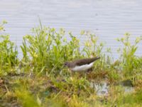 Tringa ochropus Roys hörna, Klagshamns udde, Malmö, Skåne, Sweden 20220718_0190