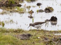 Tringa ochropus Roys hörna, Klagshamns udde, Malmö, Skåne, Sweden 20220718_0242