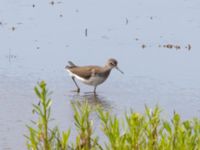 Tringa ochropus Roys hörna, Klagshamns udde, Malmö, Skåne, Sweden 20240715_0044