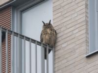 Bubo bubo Barlastgatan 18 A, Limhamns sjöstad, Malmö, Skåne, Sweden 20220204_0030