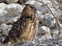 Bubo bubo Limhamns kalkbrott, Malmö, Skåne, Sweden 20100418 023