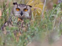 Bubo bubo Mount Gilboa, Israel 2013-03-31 205