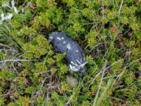 Bubo scandiacus pellet Nordkalottenleden Boarrasacohkka-Pålnostugan-Baktajavri, Torne lappmark, Lappland, Sweden 20150709_0687