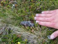 Bubo scandiacus pellet Nordkalottenleden Boarrasacohkka-Pålnostugan-Baktajavri, Torne lappmark, Lappland, Sweden 20150709_0689