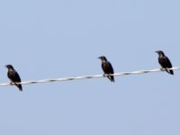 Sturnus unicolor Priolo, Sicily, Italy 20110804 346