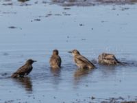 Sturnus vulgaris 1cy Roys hörna, Klagshamns udde, Malmö, Skåne, Sweden 20220724_0007