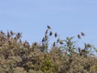 Sturnus vulgaris Luftkastellet, Lernacken, Malmö, Skåne, Sweden 20240720_0083